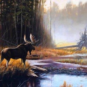 Moose In The Forest